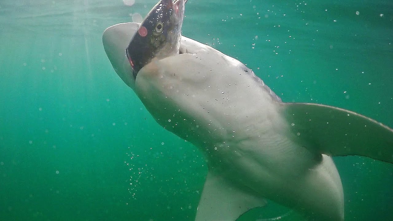 Snapper Fishing & BIG Bronzie Sharks -- New Zealand Ep 7