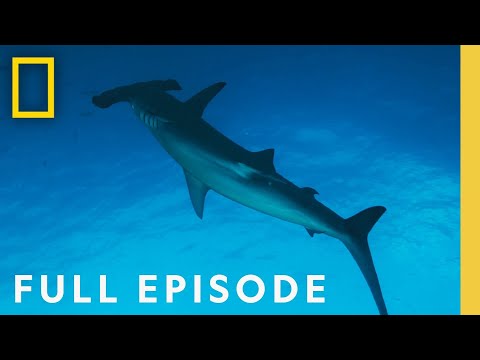 Hammerheads: Shark Side of the Moon (Full Episode) | National Geographic
