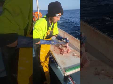30 July 2023#fishing #fishinglife#fish#boat#tasmania#shark#sharkfishing #pescado#viral#viralshorts