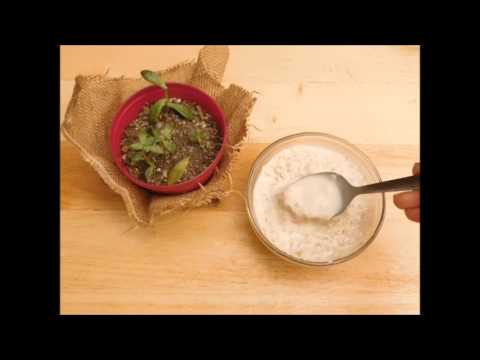 Mascarilla facial de avena / Manos a la obra