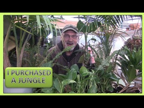 TREASURE HUNTING - I PURCHASED A JUNGLE