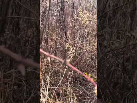 Gemmoterapia. Dzikie herbatki