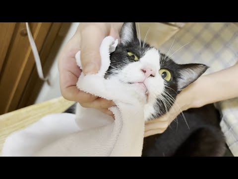 親子猫とお父さん猫のほっこり癒し映像 サムネイル