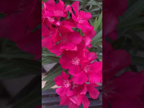 Have a nice day with beautiful flowers 🌺#video #beautiful #flower