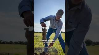 Prairie Dog Restoration #prairiedog