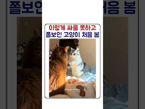 싸움 못하는 고양이의 특징ㅋㅋ
