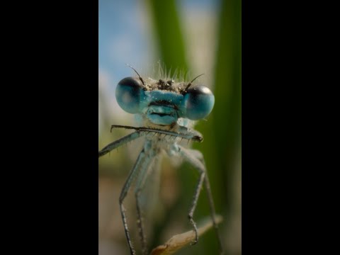 A damselfly love story? Peak romance, peak drama. #ARealBugsLife