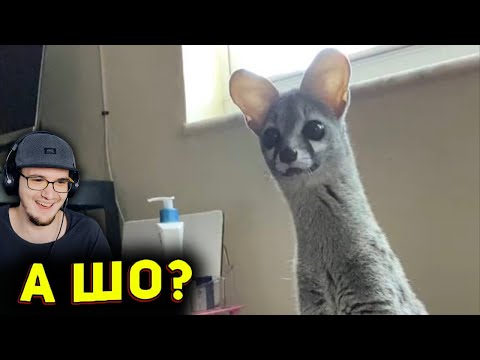 ЗАСМЕЯЛСЯ - ПРОИГРАЛ ► ЛУЧШИЕ ПРИКОЛЫ ( УЛЫБНУЛИСЬ ПРОИГРАЛИ СОЮЗ СМЕХА ) | Реакция