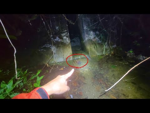 京都の川の流れ込みでとんでもない生物発見したんだが！？