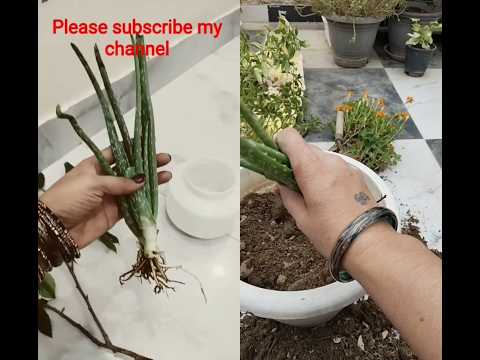 दो-तीन दिन पानी में रखने के बाद आज रिपोर्ट कर दिया एलोवेरा#gardeningbyrc