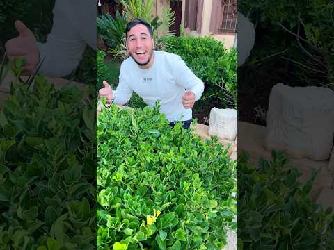 لما تاكل بوظة !