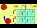 Blood Type Genetics and Alleles
