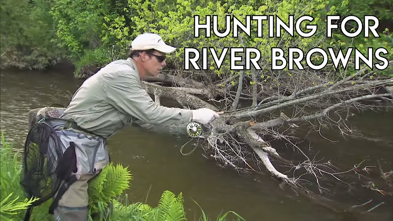 Brown Trout River Hunting - The New Fly Fisher