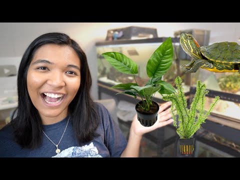 Safe Aquatic Plants for Turtle Tanks (yes...live p have you been wondering about what live aquarium plants you could use with your turtle? well, today 