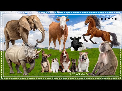 Farm Animal Sounds: Cow, Duck, Dog, Elephant, Cat, Rhinoceros - Animal Habitats