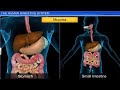 Functions of the Digestive System