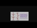Tree Identification and Characteristics