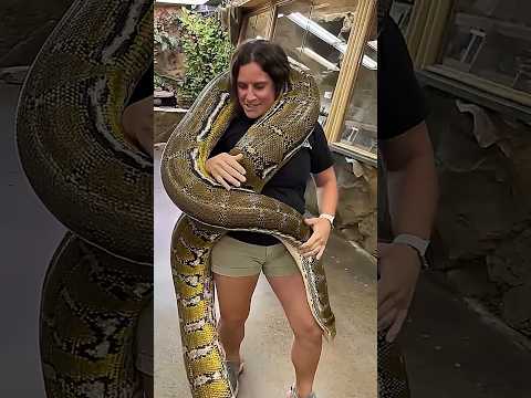 🐍 Ranking the Best Snake Moments! 🐍