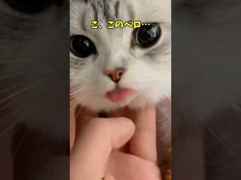 癒しのかわいい猫動画で癒されよう サムネイル