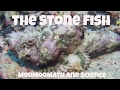 Understanding the Stonefish