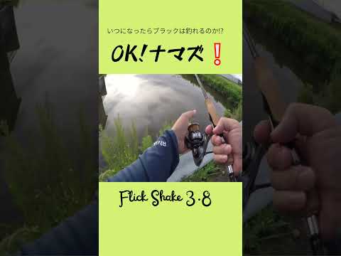 おっけ〜ナマズ釣れた❕　#shorts #bassfishing #バス釣り #おかっぱり #佐賀クリーク #右巻き大好き