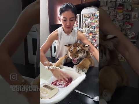 Let me Eat Mumma 😡#tiger #cubs #cute #wildlife Adding Fish Oil ,Vitamins ​⁠
