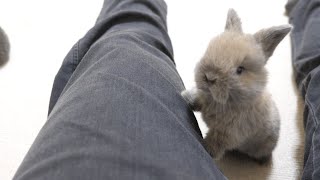 人間の大きさを目の当たりにした赤ちゃんうさぎ【ホーランドロップ】