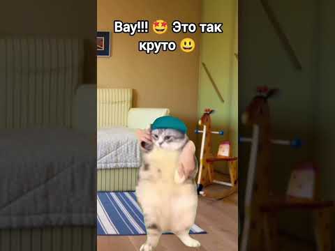как вы думаете как появилось имя у третьего ребёнка?😆😂 #рекомендации #ютуб #cat #актив #мемасики 😄👌