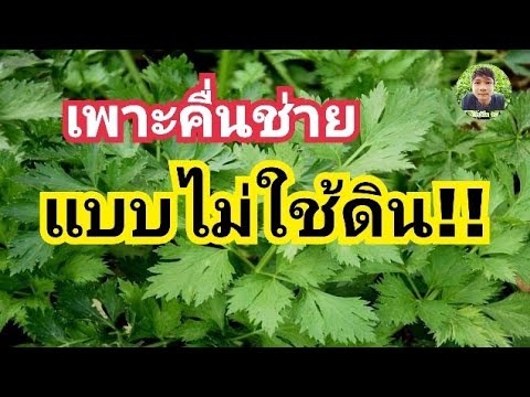 ไร่ปลื้ม-tv ตะลึง!!เพาะคื่นฉ่ายแบบไม่ใช้ดิน-5วันงอก! ตะลึง!!เพาะคื่นฉ่ายแบบไม่ใช้ดิน 5วันงอก!!! | ไร่ปลื้มtv