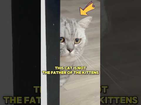 This cat is not the father of the kittens