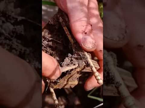 Mine arca de OURO! 🥵 #video