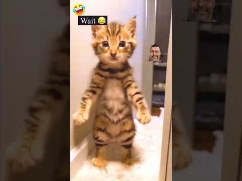 Cat dance #pragatinagar #viral #dance #cat #ytshorts