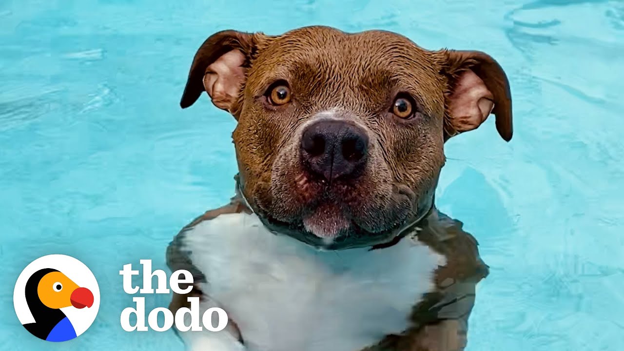 Pittie Must Be In The Pool At All Times - The Dodo