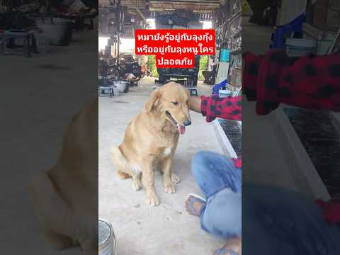 ลุงกุ้งกับลุงหนูประชาชนอยู่กับใครแล้วปลอดภัยสุนัขยังรู้