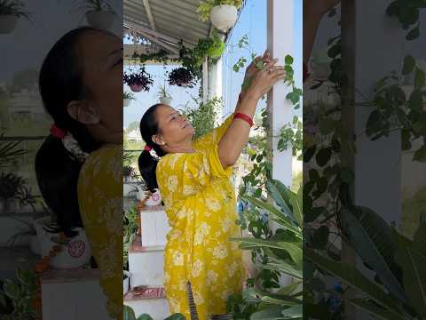 Sukoon dhoondhne nahi, ugane lag gayi hoon 💚 #plants #garden #gardenlife #gardening #gardenlove