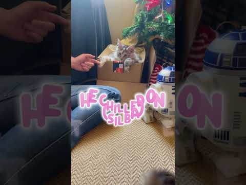 Two Kinds of Maine Coon Cats.  😇👹  I have them both! #kittens #mainecoon #cat #cutecat #cute