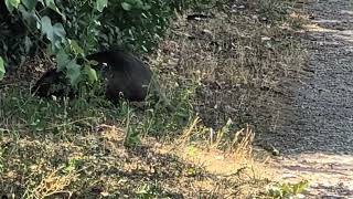 Nutria (Biberratte) am Russenweiher in Speyer