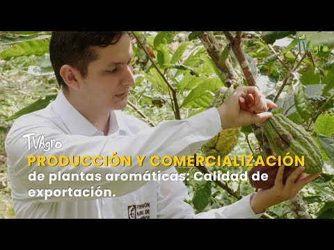 YouTube video thumbnail:  How to Identify the Most Common Diseases Affecting Cocoa