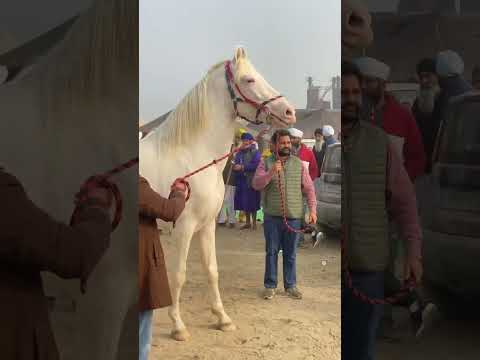 🐎❤️#horse #forsale #horselover #trending #pinderattargarh #horser #viralshort