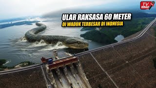 Viral‼️ Penampakan Ular Raksasa di Waduk Jatigede, Diduga Panjangnya 60 Meter Bikin Warga Heboh...