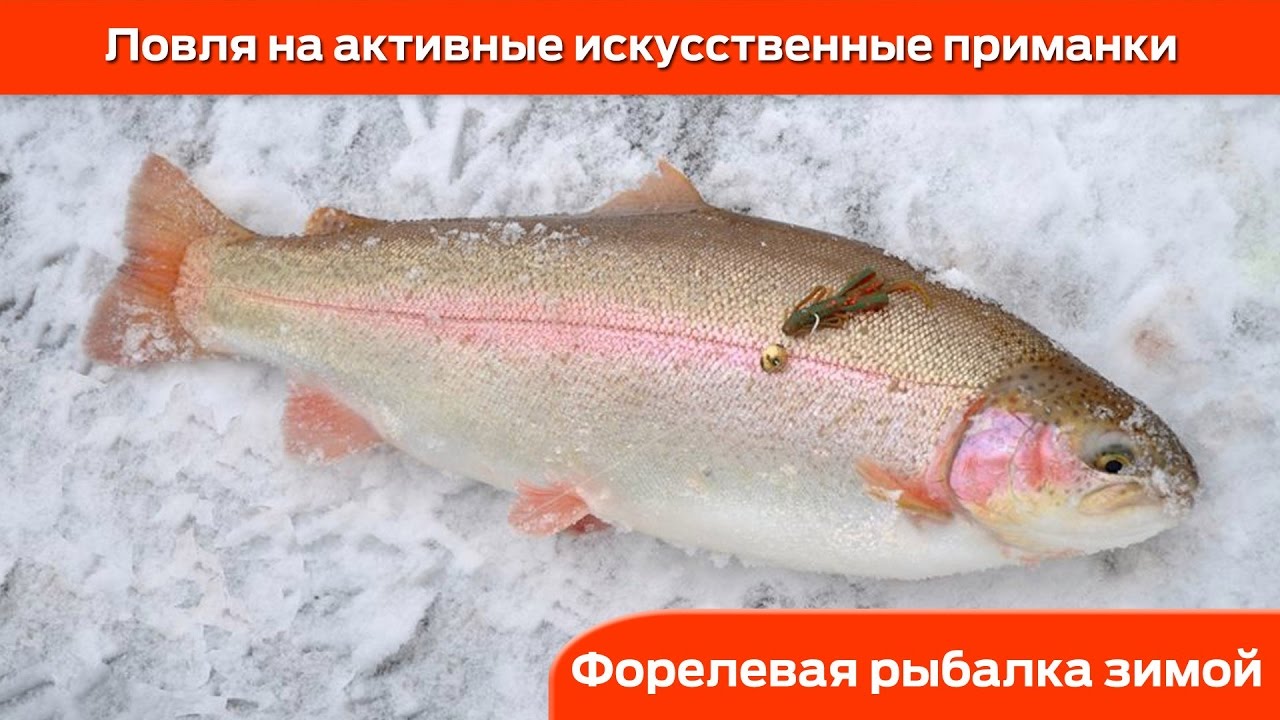 Форелевая рыбалка зимой: Ловля на активные приманки