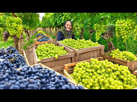 Village Recipes: Harvesting Organic Grapes and Making A Lot of Grape Jam!