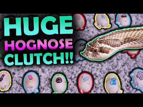 Our Cannibalistic Hognose Laid a Huge Clutch of Eggs!