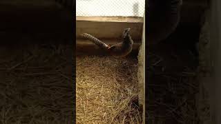 Алмазный Фазан #birds #pheasant diamond #chickenshop #chicken #ayam