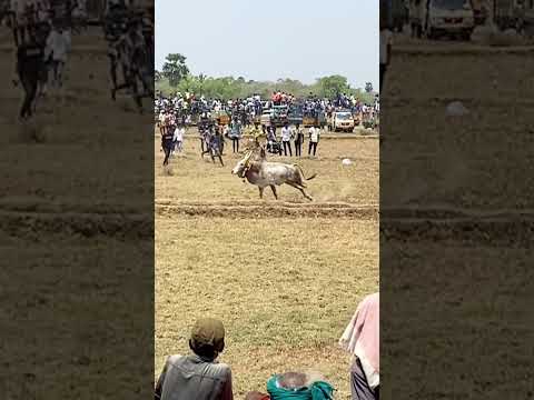 நெடுமறம் மஞ்சுவிரட்டு 2024 #நிலம்உயிர்தொழும் #jallikattu #manjuvirattu#village#villagelife