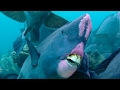 Ecological Impact on Island Formation