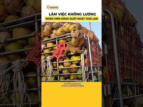 Nhân viên không lương,chăm chỉ nhất Thái Lan #anhtinhtuong #shorts