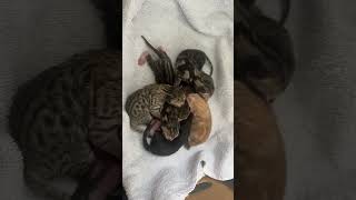 A new bunch of kittens! Well done Jaffa Cake! ♥️
