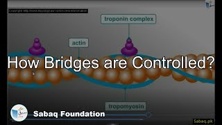 How Bridges are Controlled?