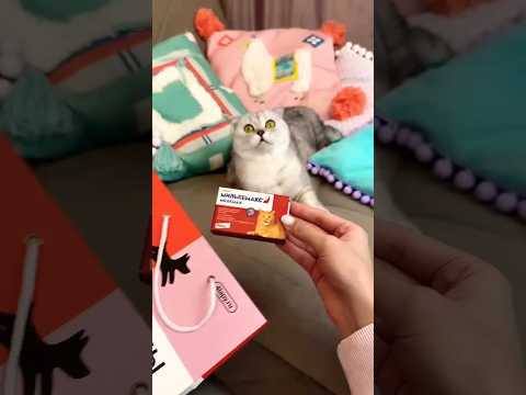 cat shocked 😜~ wood _ hand mini wood toy -woodworking art skillcrafts#viral#shorts
